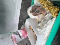 Acil yuva ücretsiz hamster