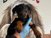King doberman yavrularımız