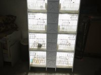 PVC muhabbet kuşu üretim kafesi