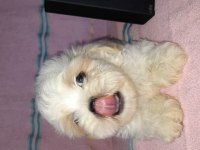 Muazzam güzellikte yakışıklı bir morkie çocuk
