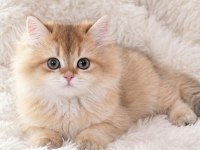 Safkan kalitede ny12 british longhair erkeğim