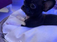 TEACUP GARANTİLİ TÜRKİYENİN EN GÜZEL ŞİVAVASI