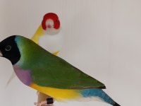 Goldian finch gökkuşağı ispinozu