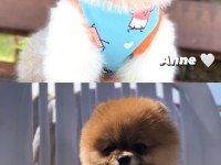 Secereli 40 günlük pomeranian boo