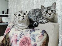 Yavru British Shorthair 4 Aylık
