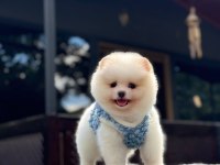 Sağlık Ve Irk Garantili Pomeranian