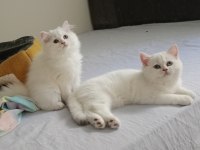 3 bucuk aylık dısı brısth shorthaır kardesler