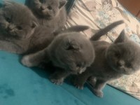 Bristh shorthair ve scotih fold yavrularimiz