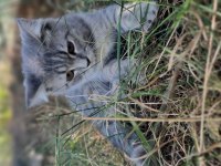 British shorthair 4 aylıklar yardımcı olunur