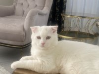 Scottish Fold Erkek Kedime Dışı Kedi Arıyorum