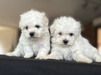 Show A Kalite Maltese Terrier Yavrular