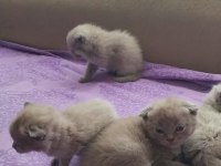 Scottish fold british shorthair