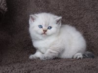 British Shorthair 2 Aylık Yavrumuz