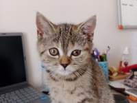 Tırtıl british shorthair bebek