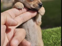 Chihuahua Çok Tatlı