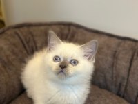 BİZE DANIŞMADAN YAVRU KEDİ SAHİPLENMEYİNİZ