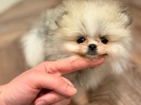 Pomeranian boo ayı surat bal