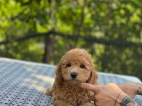 En microsu en özel poodle benim olsun isteyenlere