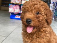 A KALİTE TOY POODLE