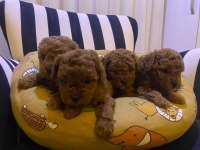 Safkan Toy Poodle Yavrular