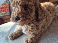 2 aylık safkan toy poodle bebeğimiz
