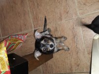 Şivava terrier yavrusu