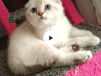 Ücretli sahiplendirme british longhair
