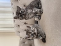 Erkek british shorthair