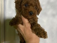 Evde bakılan sağlık ve ırk garantili poodle bebek