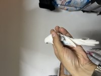 ELE ALISKIN YENİ YEME DÜŞMÜŞ ÖZEL IRKLAR