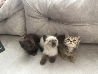 BRİTİSH SHORTHAİR SİLVER TABBY BLUE POİNT KEDİLERİMİZ