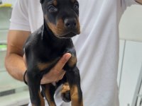 Doberman şecereli