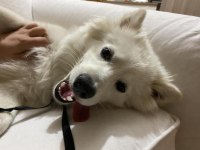 Japon spitz kalıcı yuva