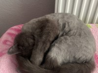 3 Yasındaki British Shorthair Kedimiz Sahiplendirilecektir