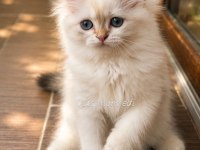 Prenses British Longhair Kedimiz Çorap