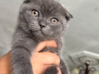 Kedilerimin ikiside erkek kuru mama ve tuvalet eğitimleri