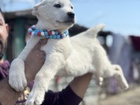 Kangal ve Anadolu çoban akbaş