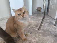 SAFKAN BRİTİSH LONGHAİR YAVRULARIM