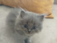 40 günlük british longhair