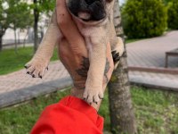 Özel Renk French Bulldog Yavruları
