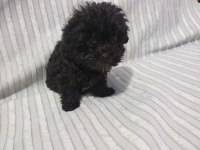 Morkie yavru