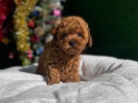 Referans Yavru Toy Poodle