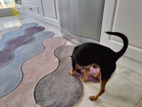 11 Aylık kimlikli çipli alman pinscher, wc eğitimi var