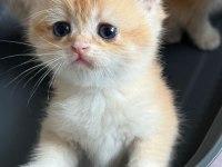 British Shorthair Ny Ay bebekler