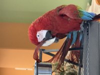 ARA MACAW YAVRUSU YARI EVCİL