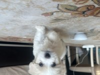 70 günlük yavru maltese terrier erkek
