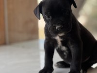 Cane Corso yavrular
