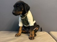 Aşılı Doberman Bebekler