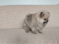 POMERANİAN TEDDY ERKEK