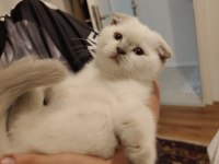 SCOTTİSH FOLD KEDİMİZE YUVA ARANIYOR